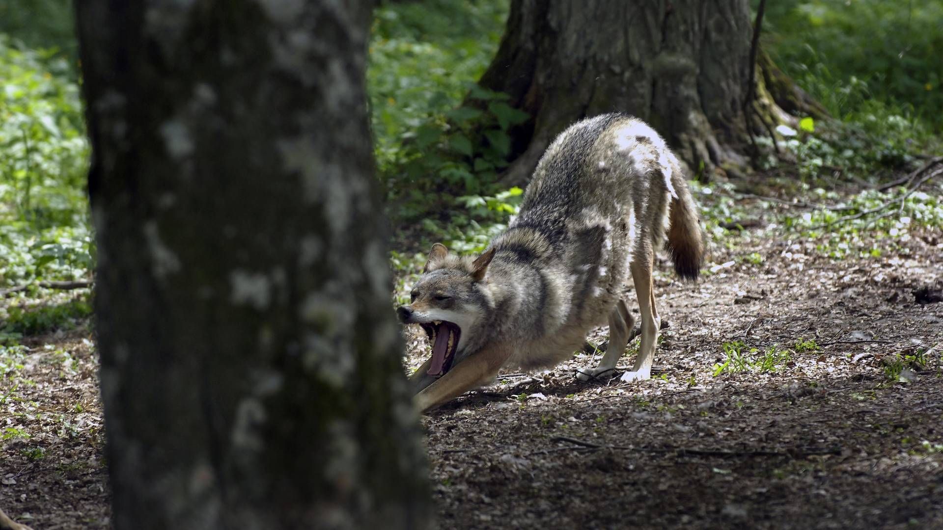Der er flere ulve på vej, viser nye observationer. | Foto: Mik Eskestad
