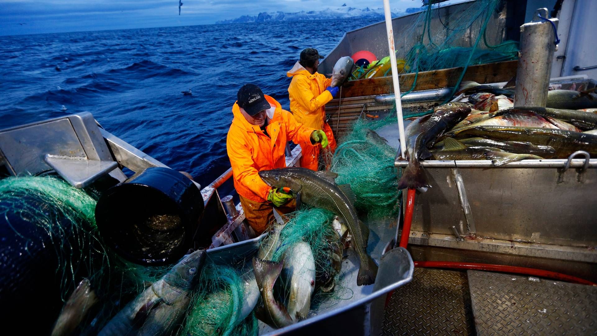 Siden brexit har forholdet mellom EU og Norge når det gjelder fisk, blitt stadig dårligere. | Foto: Cornelius Poppe / NTB