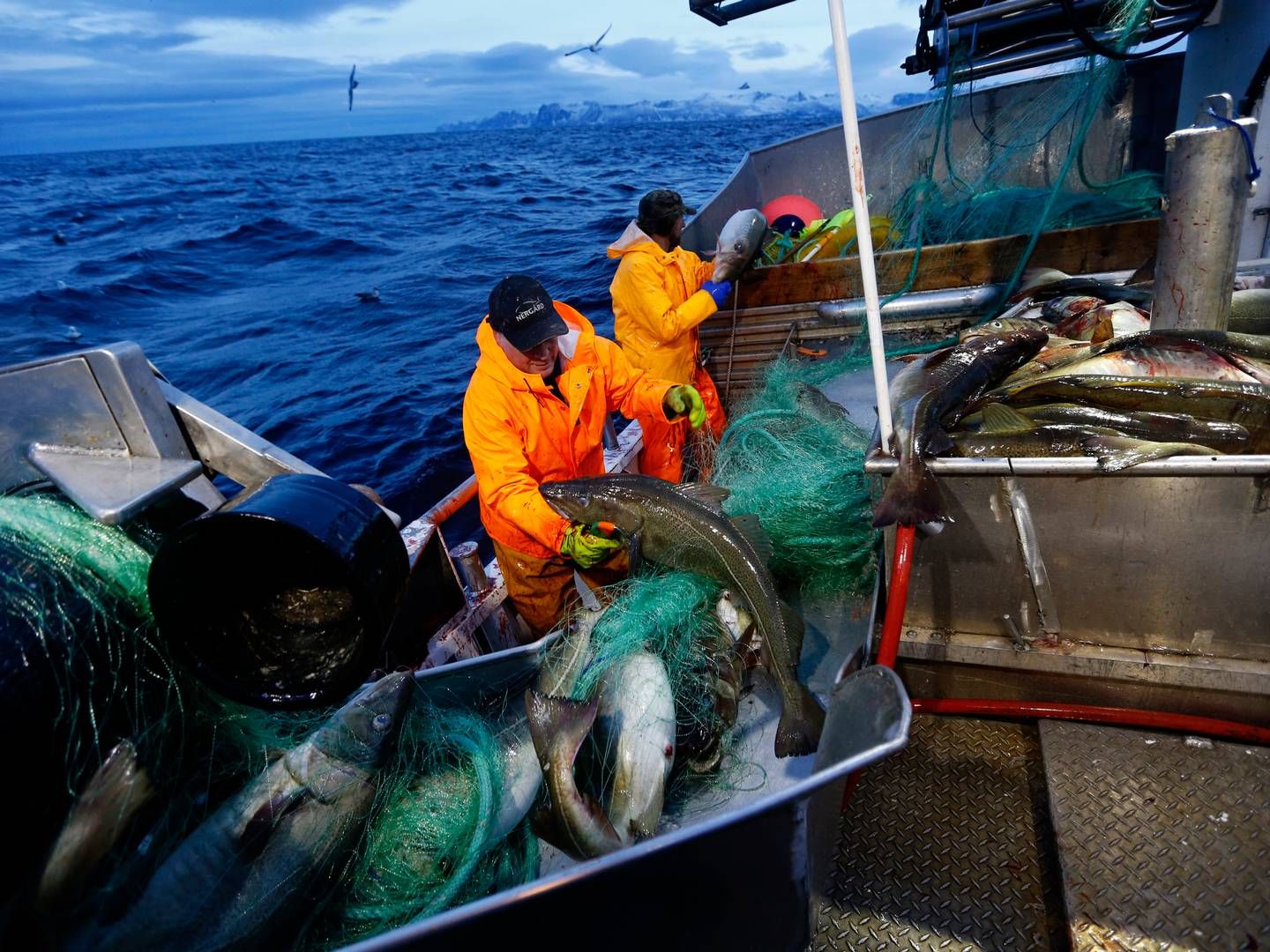 Siden brexit har forholdet mellom EU og Norge når det gjelder fisk, blitt stadig dårligere. | Foto: Cornelius Poppe / NTB