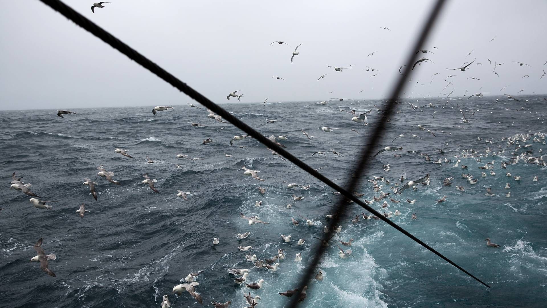 Hårdt russisk fiskeri i Østersøen "underminerer" mulighederne for at genopbygge de pressede bestande, advarer flere EU-lande. De kræver handling. i(ARKIV / ILLUSTRATION) | Foto: Per Folkver