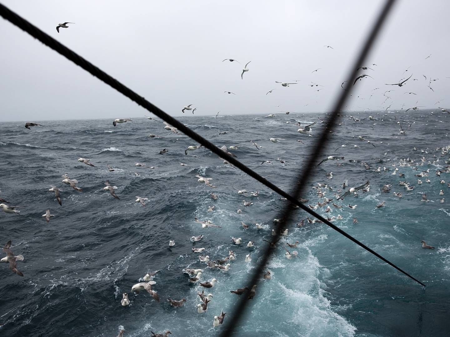 Hårdt russisk fiskeri i Østersøen "underminerer" mulighederne for at genopbygge de pressede bestande, advarer flere EU-lande. De kræver handling. i(ARKIV / ILLUSTRATION) | Foto: Per Folkver