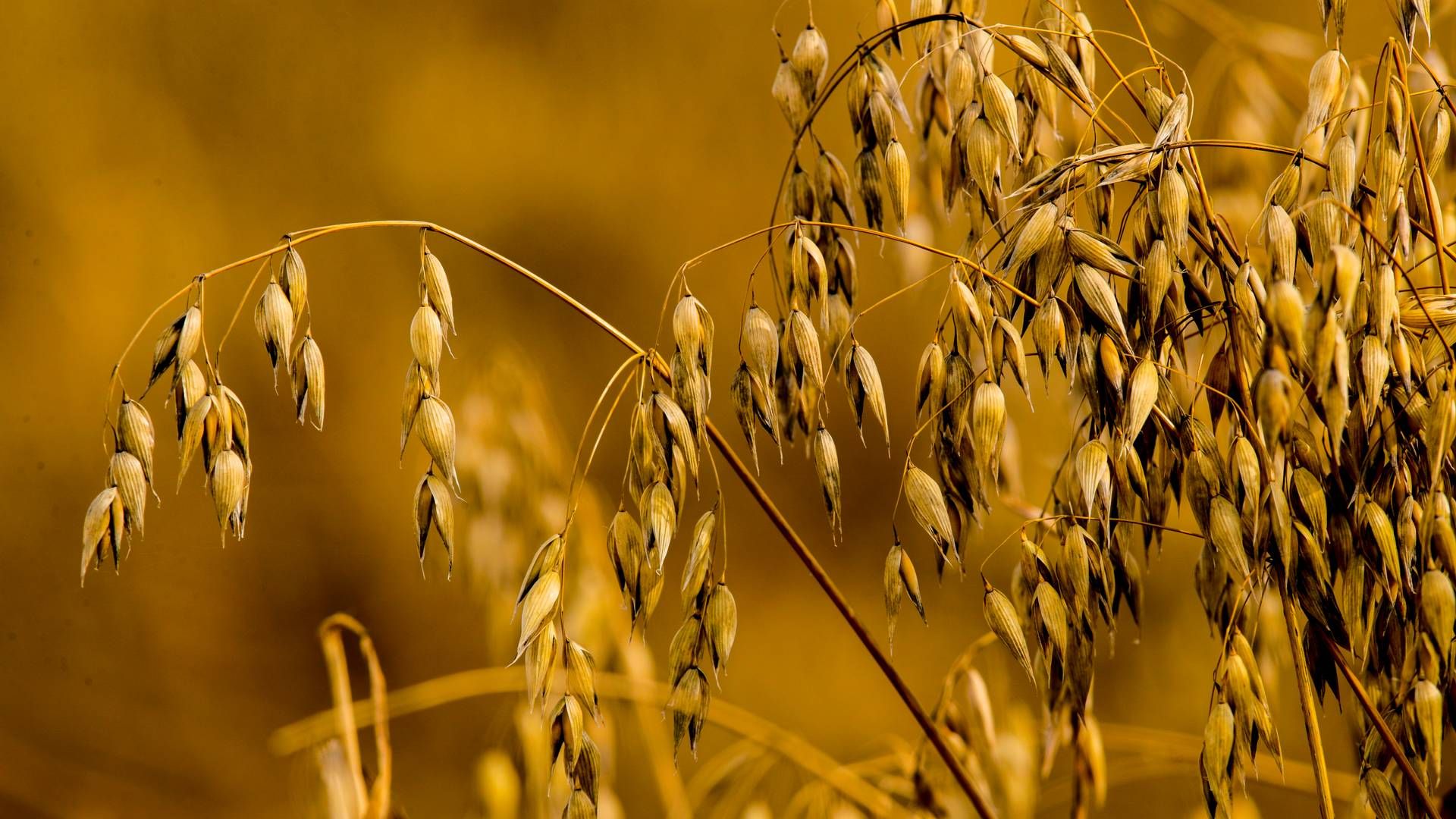 1. juli økes omsetningsavgiftene for blant annet korn. | Foto: Vidar Ruud/NTB