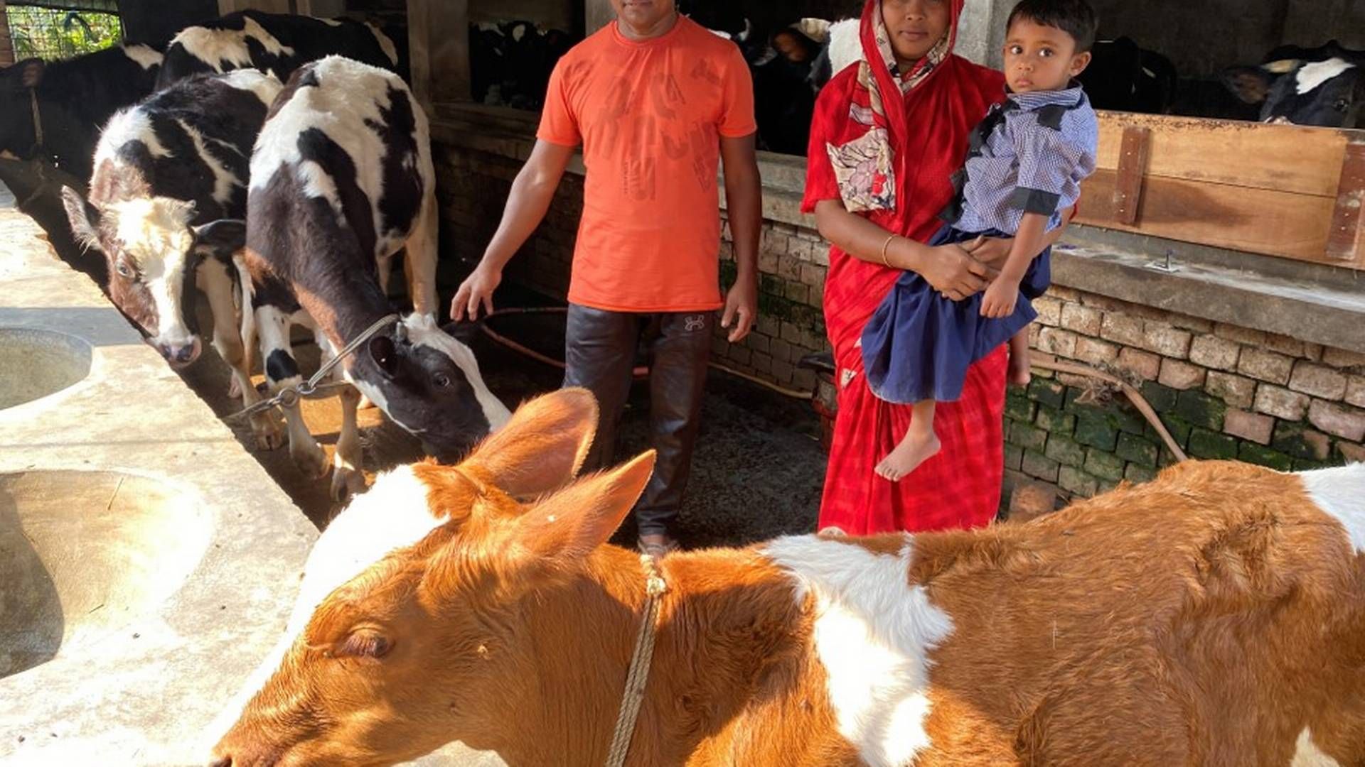 Bangladesh producerer årligt 10,2 millioner tons mælk gennem 1,6 millioner gårde over hele landet med et gennemsnitligt udbytte på 4,8 liter om dagen pr. ko. CO2e-udledningen registreres i øjeblikket til 3,52 kg pr. kg mælk. Til sammenligning producerer Arlas 8.000 ejere fra syv forskellige europæiske lande kun 1,08 kg CO2e pr. kg mælk | Foto: Pr-foto: Arla Foods