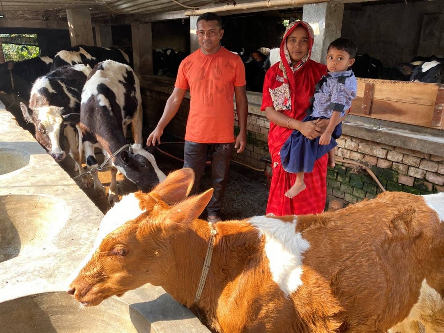 Bangladesh producerer årligt 10,2 millioner tons mælk gennem 1,6 millioner gårde over hele landet med et gennemsnitligt udbytte på 4,8 liter om dagen pr. ko. CO2e-udledningen registreres i øjeblikket til 3,52 kg pr. kg mælk. Til sammenligning producerer Arlas 8.000 ejere fra syv forskellige europæiske lande kun 1,08 kg CO2e pr. kg mælk | Foto: Pr-foto: Arla Foods