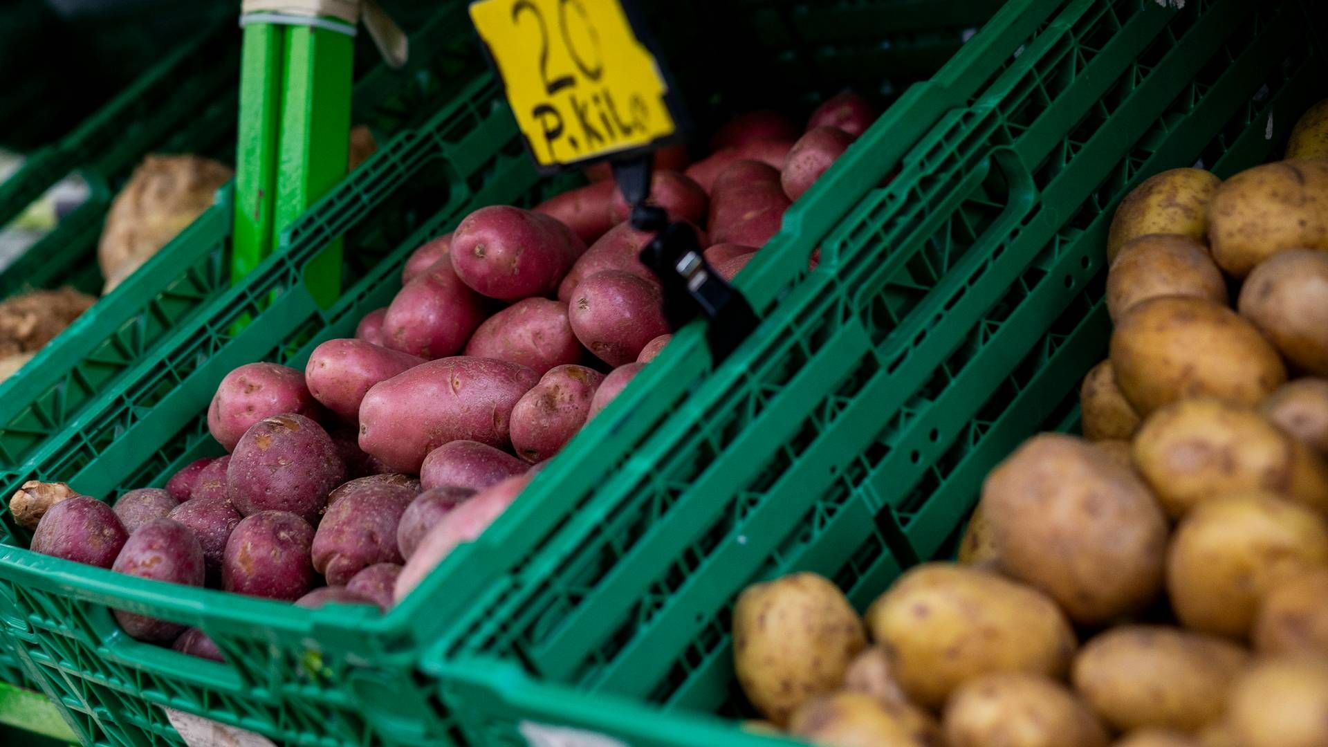 Bransjen er positivt innstilt til at markedet kan dekkes av norske poteter, men understreker at det vil ta noe tid å øke produksjonen, opplyser Landbruksdirektoratet. | Foto: Frederik Ringnes/NTB