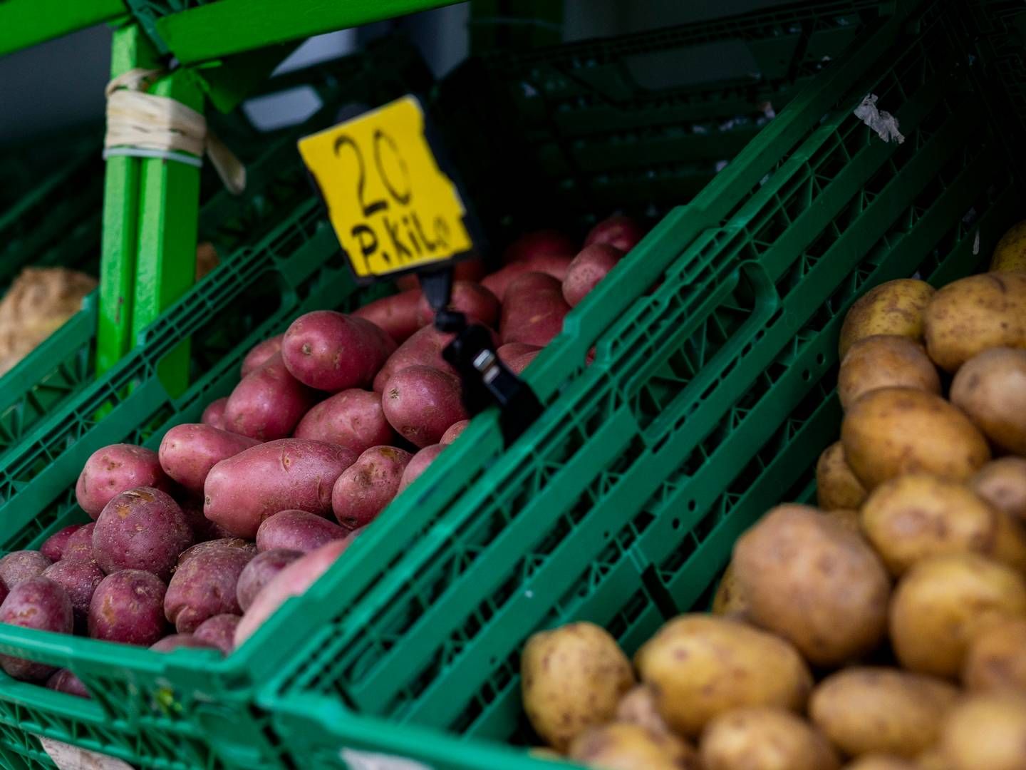 Bransjen er positivt innstilt til at markedet kan dekkes av norske poteter, men understreker at det vil ta noe tid å øke produksjonen, opplyser Landbruksdirektoratet. | Photo: Frederik Ringnes/NTB