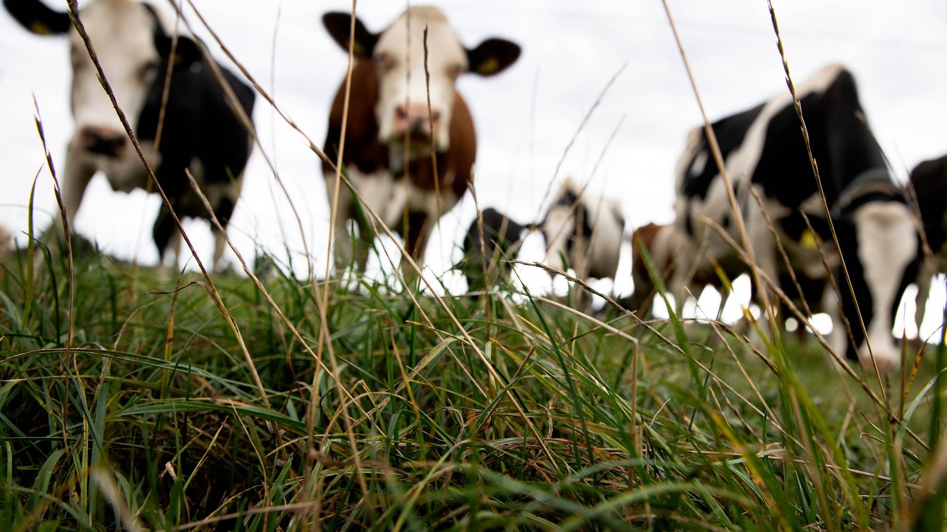Ifølge det centrale husdyrbrugsregister har Mosevang Mælk en besætning på 2.646 køer. | Foto: Finn Frandsen
