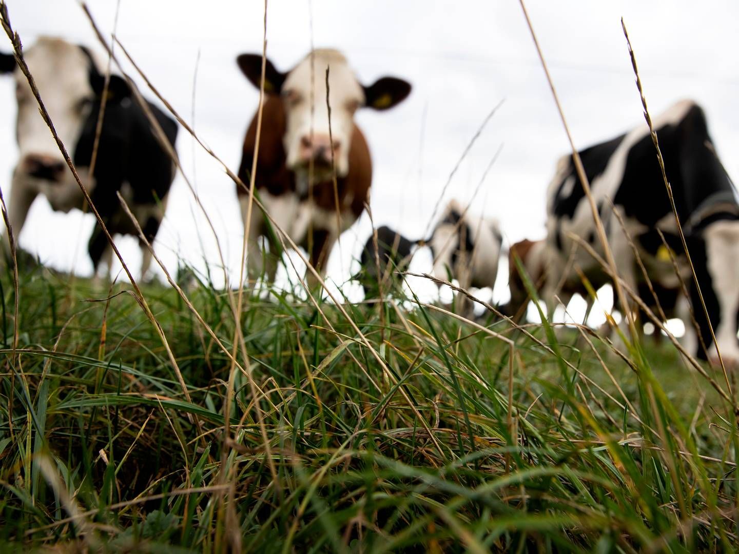 Ifølge det centrale husdyrbrugsregister har Mosevang Mælk en besætning på 2.646 køer. | Foto: Finn Frandsen