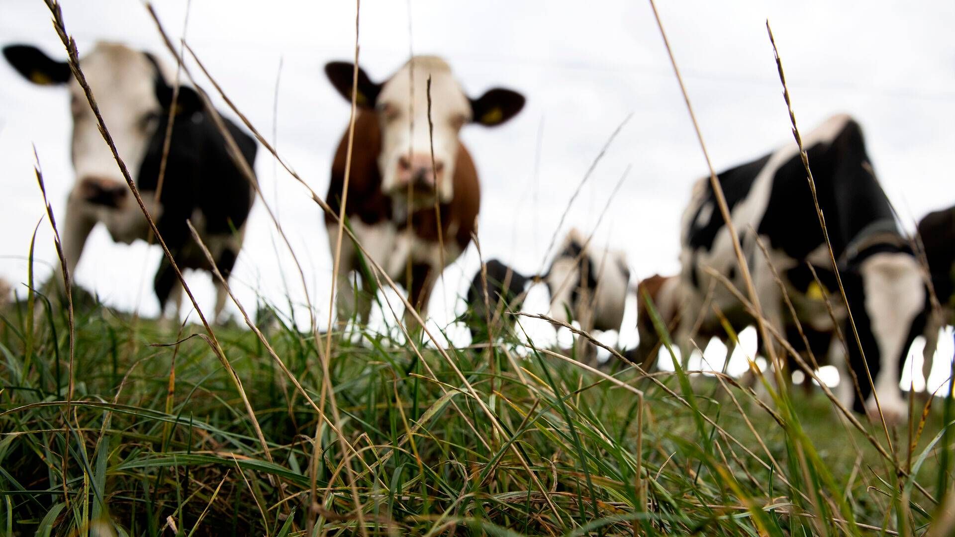 Kvægproduktionen vil falde med 9,3 pct. i 2035, viser beregningerne. | Foto: Finn Frandsen/Ritzau Scanpix