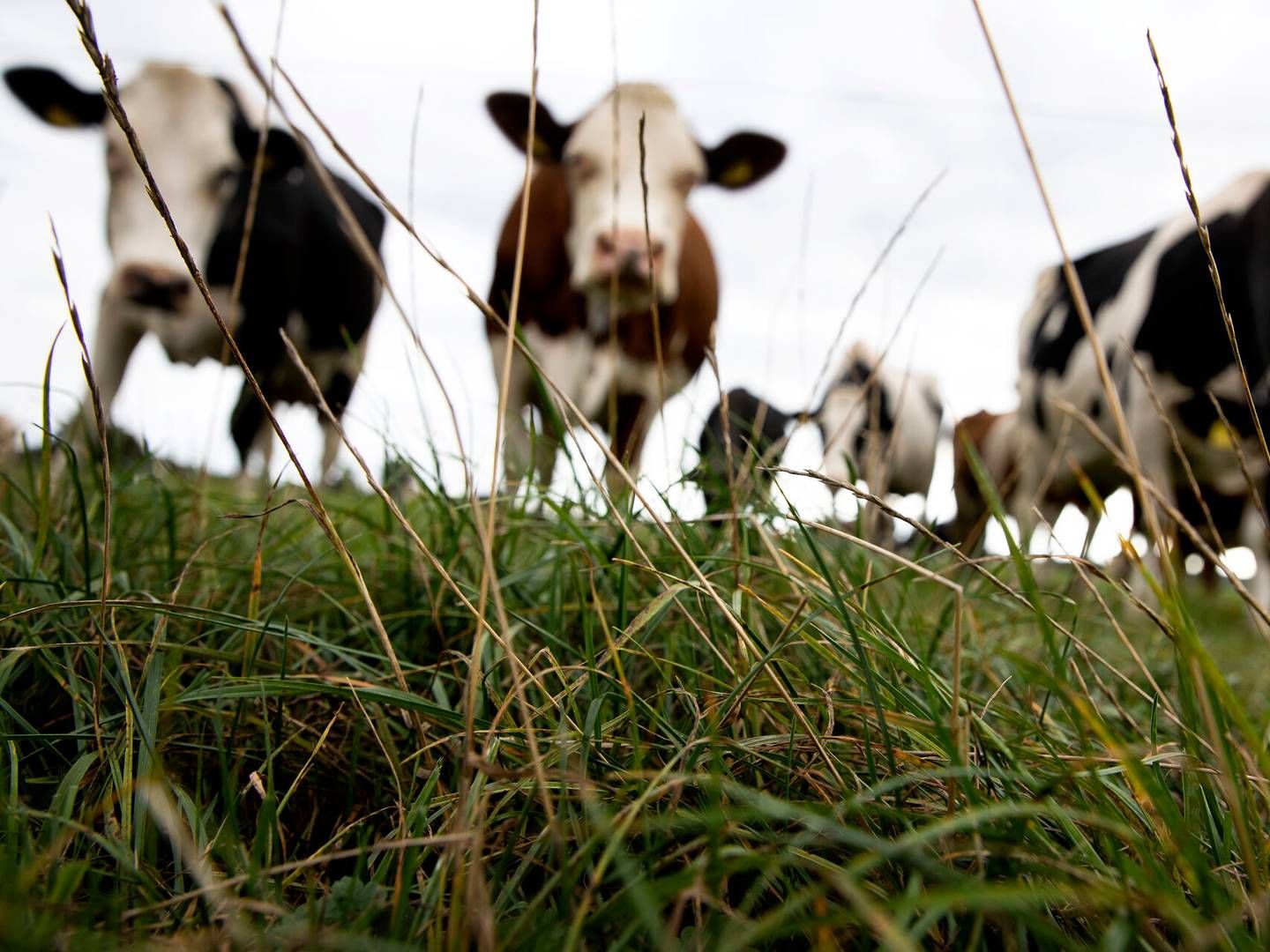 Kvægproduktionen vil falde med 9,3 pct. i 2035, viser beregningerne. | Photo: Finn Frandsen/Ritzau Scanpix