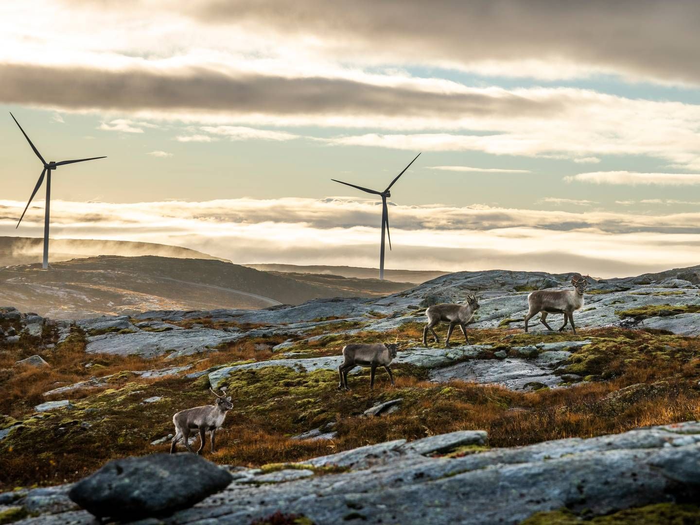 Kraftselskapet Aneo trekker sine planer om utbygging av vindkraft på Fosen av hensyn til reindriftsnæringen. Illustrasjonsbilde fra Storheia vindpark, som er den største av vindparkene i porteføljen til Fosen Vind. Da den ble overført til ordinær drift i februar 2020 var den Norges største med 80 turbiner og en installert effekt på 288 MW. | Foto: Heiko Junge / NTB