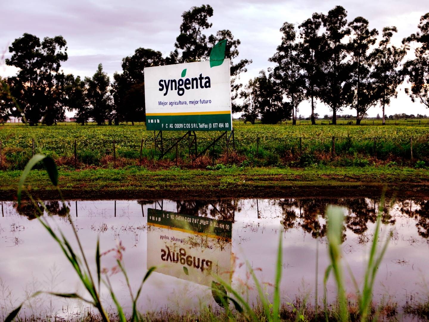Syngenta har base i Schweiz men sælger pesticider og gødning i store dele af verden. | Foto: Thomas Borberg