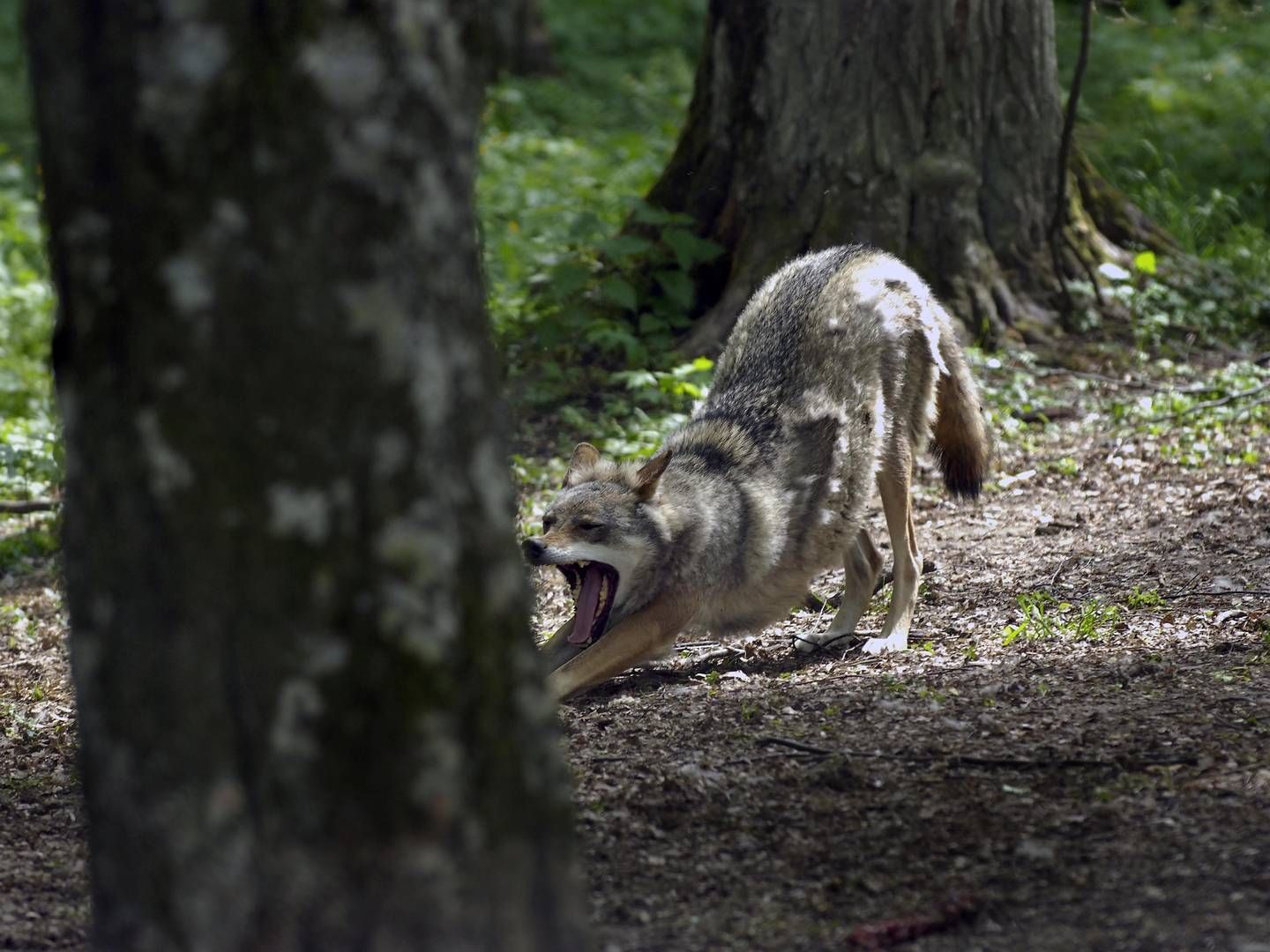 Tidligere på året har Østrig ytret ønske om at fjerne ulvens beskyttede status. | Foto: Mik Eskestad