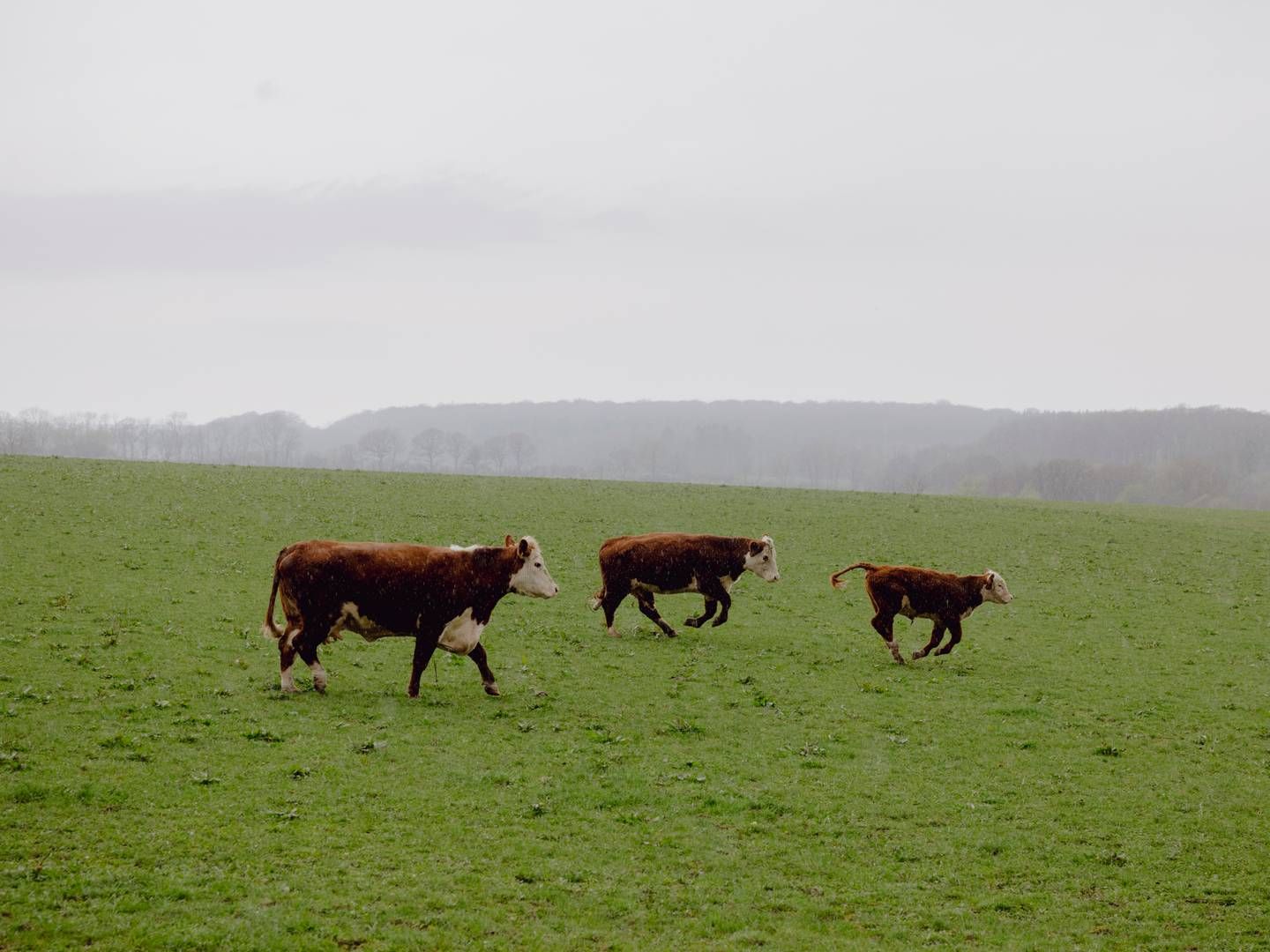 Det er blandt andet på kvægfronten, at landbrugsinvestoren Søren Rasmussen investerer. | Foto: Benjamin Krog