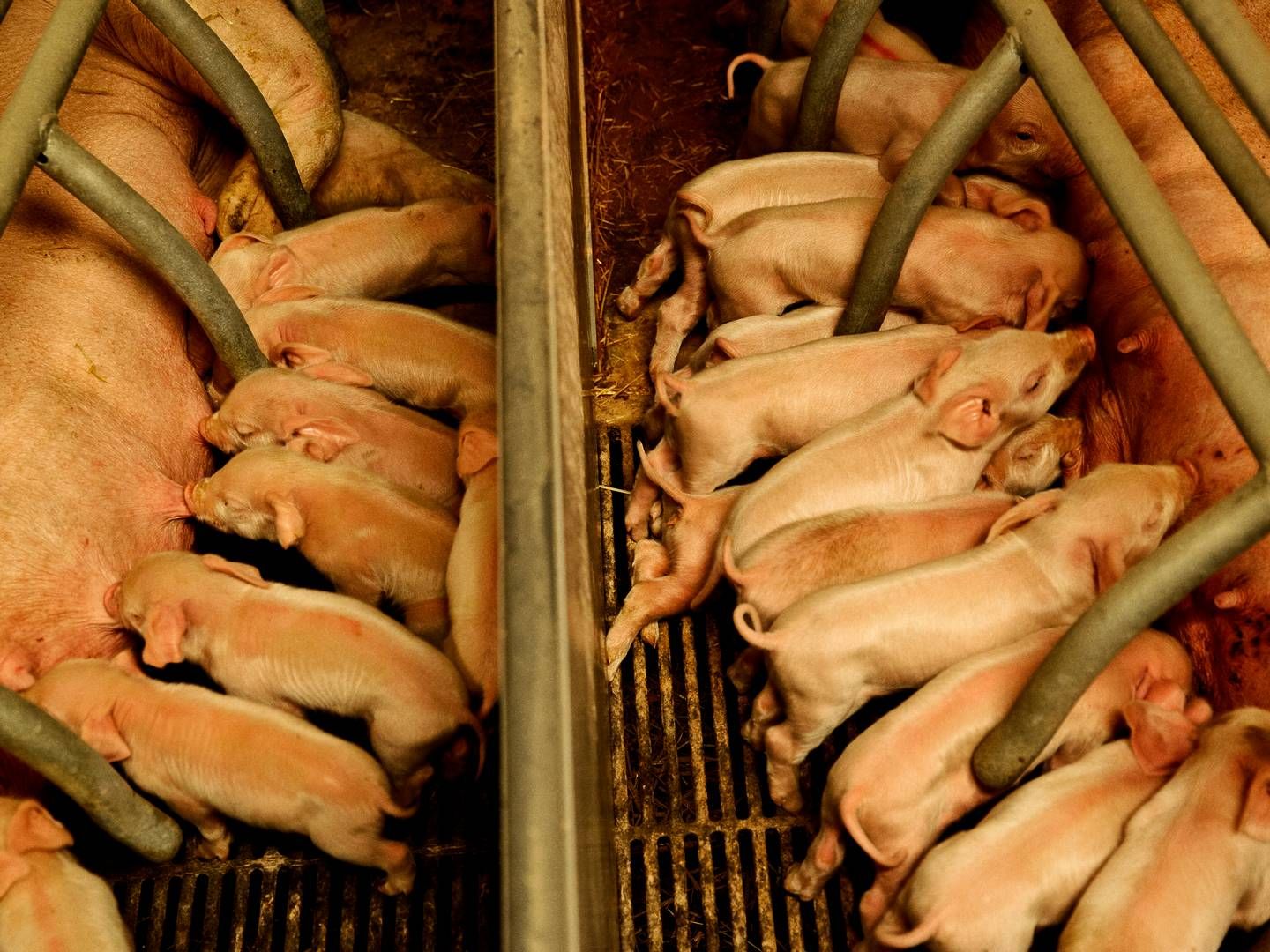 Landbrugsorganisationer i Spanien presser regeringen til først at indføre dyrevelfærdskravene i 2028. | Foto: Per Folkver