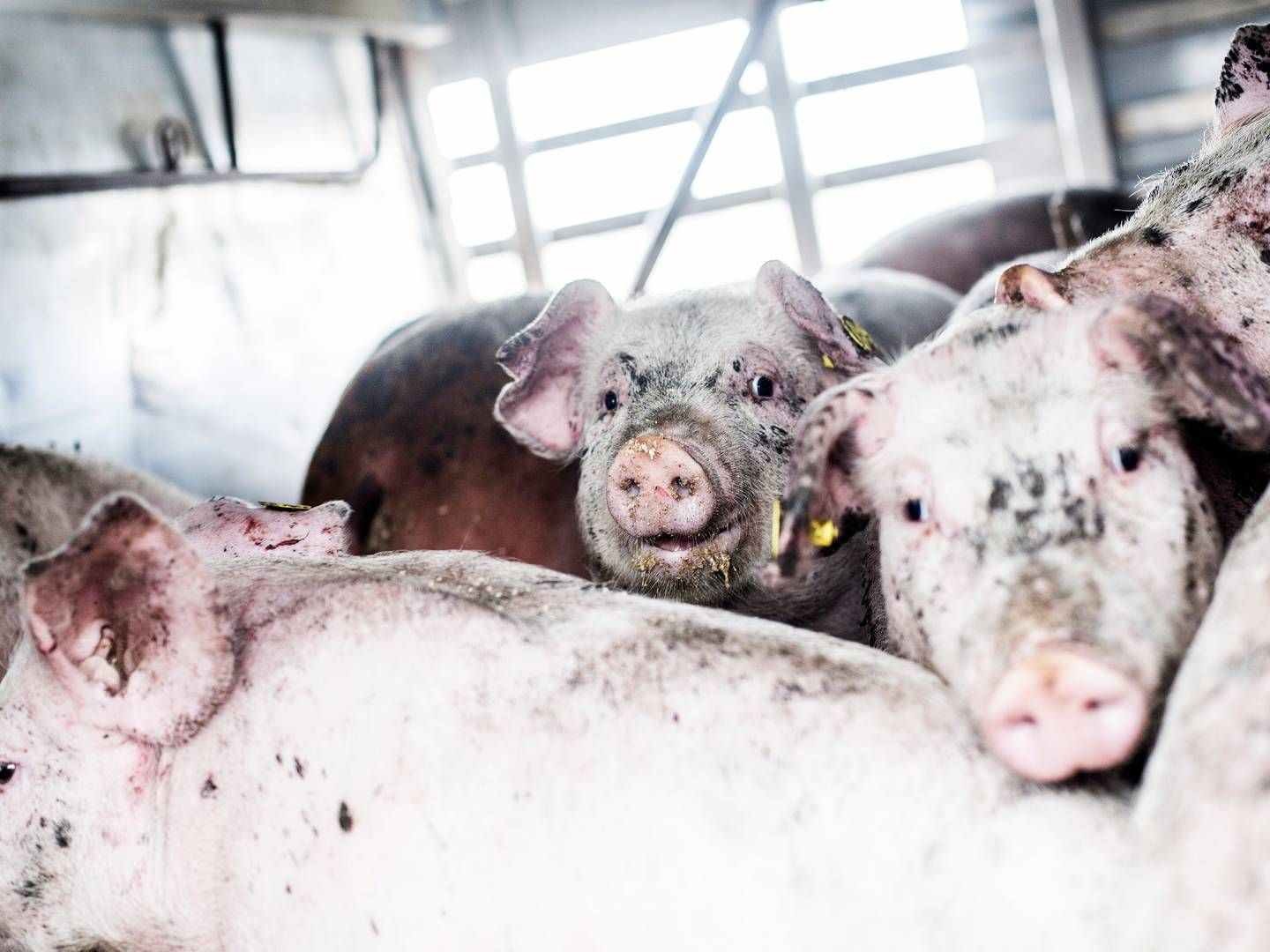 19.000 svin er blevet slået ned hos DUI Holding. Besætningens værdi bliver derfor nedskrevet. | Photo: Janus Engel