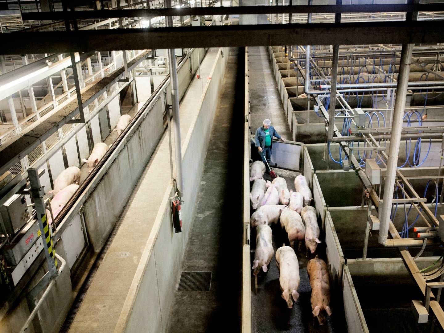 Planerne om at genåbne russisk svineeksport til Kina rammes af sanktionerne mod Rusland. | Photo: Gregers Tycho