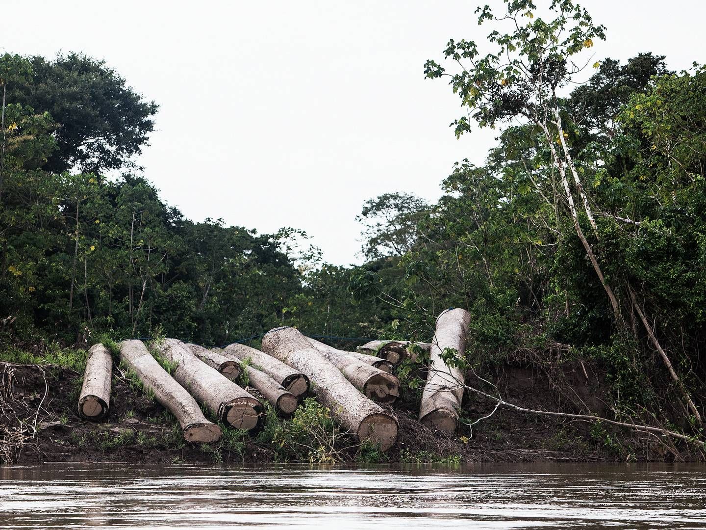 Den brasilianske kvægproducent har ødelagt mange tusind hektar regnskov. | Photo: Casper Dalhoff