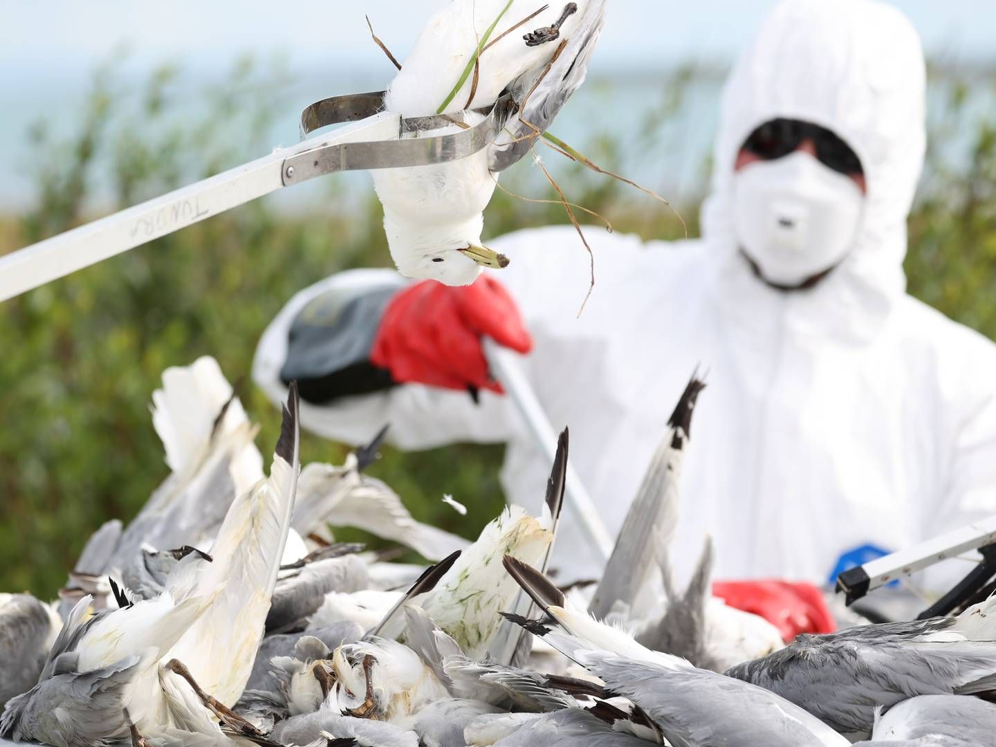 INFLUENSA-DATA: Sinergium Biotech vil nå dele sine data om sin fugleinfluensakandidat. Her fra Vadsø i 2023 da et stort antall fugler døde av sykdommen. | Foto: Jan Langhaug / NTB