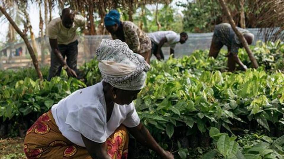 Kakaobønder i Ecuador, Brasilien, Peru og Colombia har travlt med at plante nye kakaotræer for at få andel i de høje priser på råvaren. | Foto: The Hershey Company