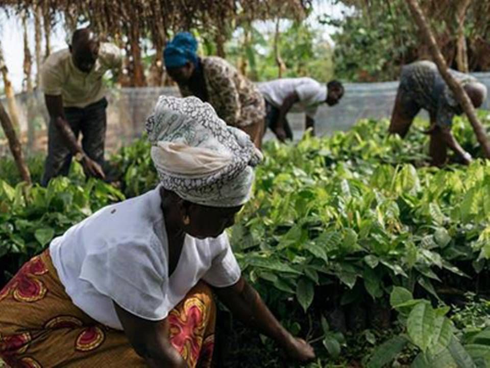 Kakaobønder i Ecuador, Brasilien, Peru og Colombia har travlt med at plante nye kakaotræer for at få andel i de høje priser på råvaren. | Photo: The Hershey Company