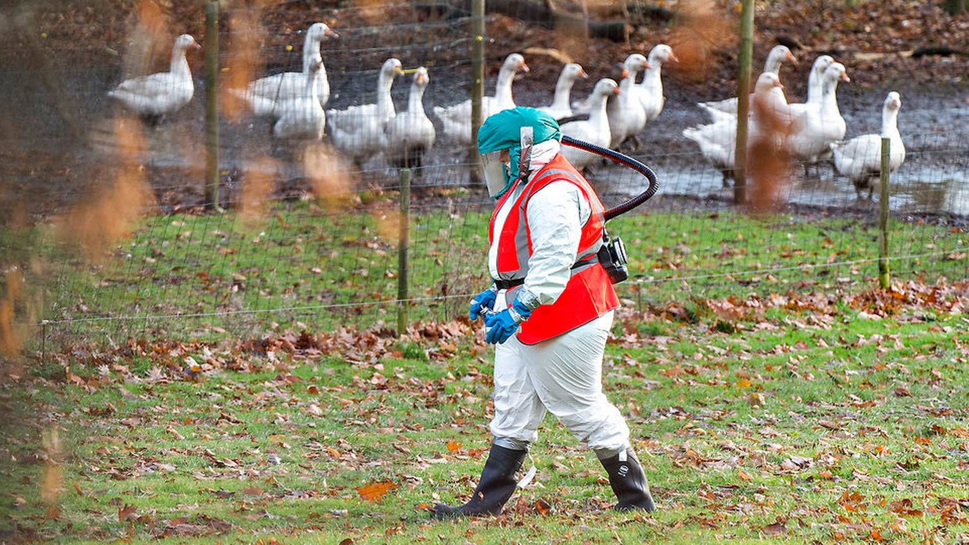 Billedet viser Folk fra Beredskabsstyrelsen og Fødevarestyrelsen på en gård i Skibstrup ved Ålsgårde, hvor der blev konstateret fugleinfluenza i en andebesætning i november 2016. | Foto: /Ritzau Scanpix/Bax Lindhardt