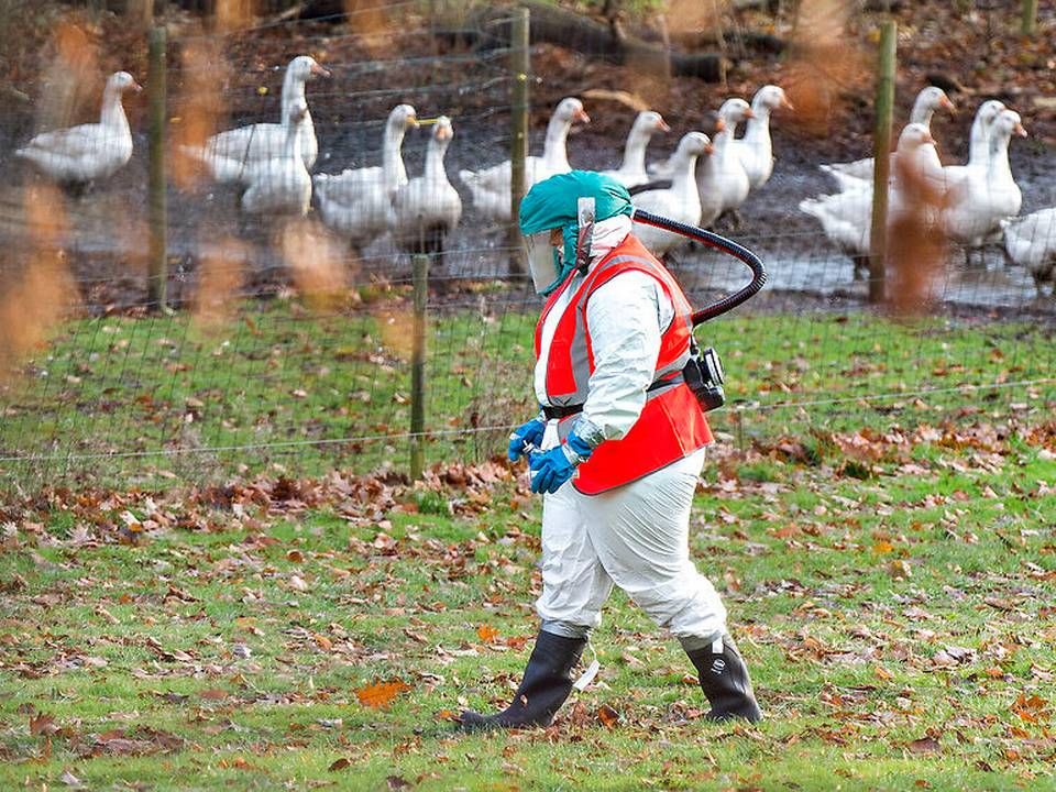 Billedet viser Folk fra Beredskabsstyrelsen og Fødevarestyrelsen på en gård i Skibstrup ved Ålsgårde, hvor der blev konstateret fugleinfluenza i en andebesætning i november 2016. | Foto: /Ritzau Scanpix/Bax Lindhardt