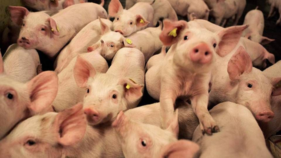 Goodvalley, som årligt producerer 1,3 mio. grise, opgiver nu planerne om at blive børsnoteret i år. Det voldsomme økonomiske pres på sektoren gør det for vanskeligt at få en rigtig værdisætning af virksomheden. | Foto: Charlotte de la Fuente
