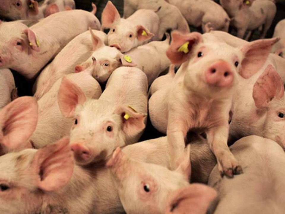 Goodvalley, som årligt producerer 1,3 mio. grise, opgiver nu planerne om at blive børsnoteret i år. Det voldsomme økonomiske pres på sektoren gør det for vanskeligt at få en rigtig værdisætning af virksomheden. | Foto: Charlotte de la Fuente