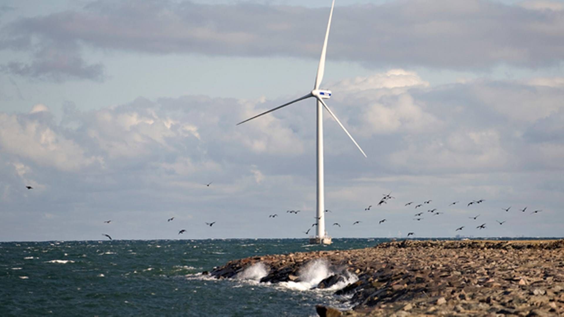 I sommer blev European Energy også et havvindselskab med købet af Sprogø Windpark. Planen er dog selv at opføre langt mere end havparkens syv møller. | Foto: Ritzau Scanpix/Claus Fisker