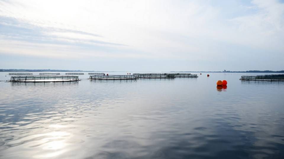 Grønsund Havbrug har fået en ASC-certificering. | Foto: Aquapri