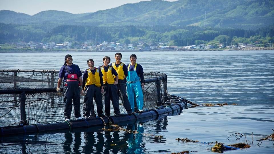 Medarbejderne på havbruget i Japan er lokale japanske fisker, der er blevet oplært på havbruget de sidste to år. | Foto: Kosuke Suzuki