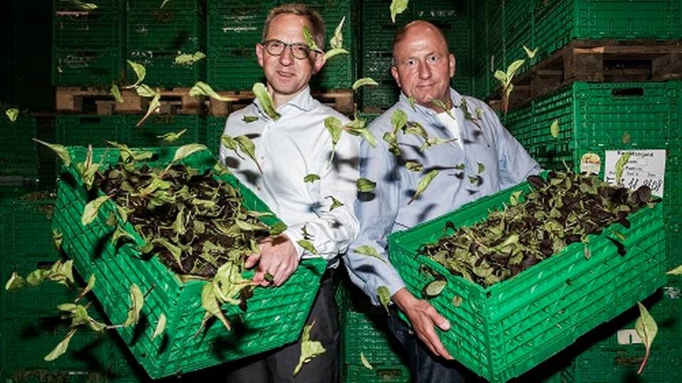 Adm. direktør Søren Flink Madsen (tv) stiftede Yding Grønt i 2002, og siden er selskabet vokset til en medarbejderstab på 65. Her ses han med bestyrelsemedlem Jens Eybye. | Foto: Casper Dalhoff/Ritzau Scanpix
