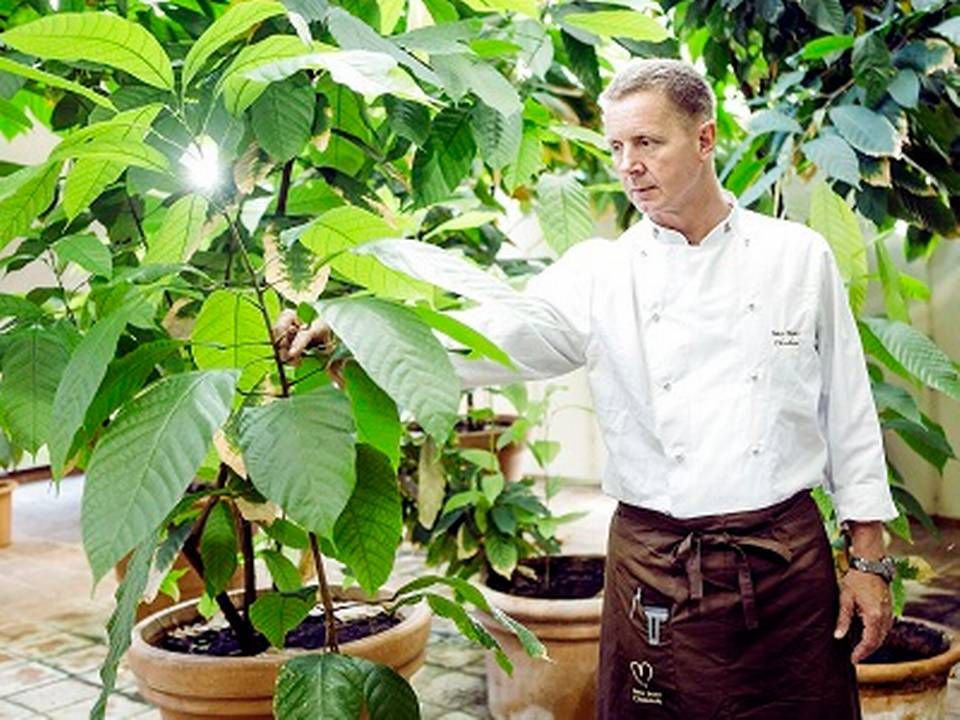 Peter Beier, ejer og direktør i Peter Beier Chokolade, med et kakaotræ. | Foto: Nikolai Linares/Ritzau Scanpix