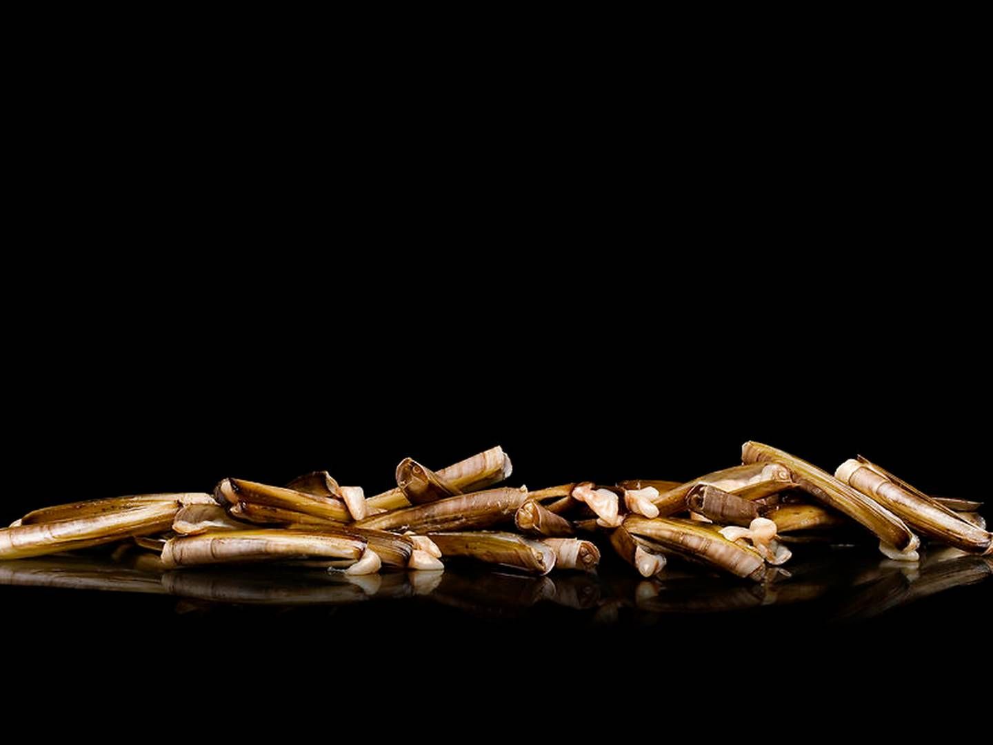 Knivmuslinger ryger sjældent på danske spiseborde, og størstedelen af de blæksprutter, der fanges i dansk farvand, eksporteres. | Foto: Rune Pedersen / Ritzau Scanpix
