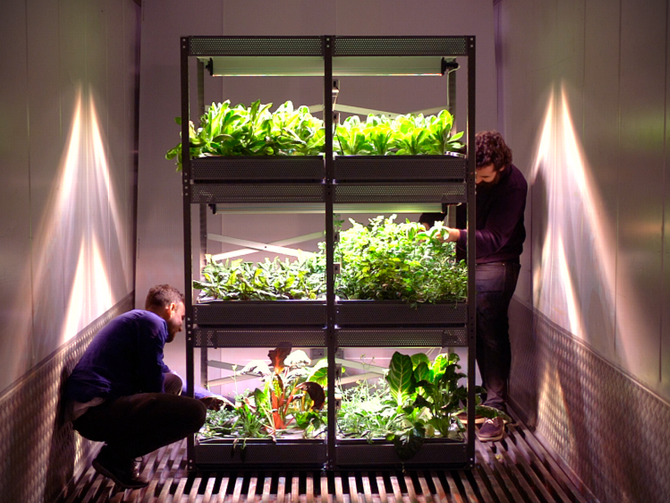 Hos Nextfood gror planterne op ad i etager som i denne "reol". | Foto: Nextfood