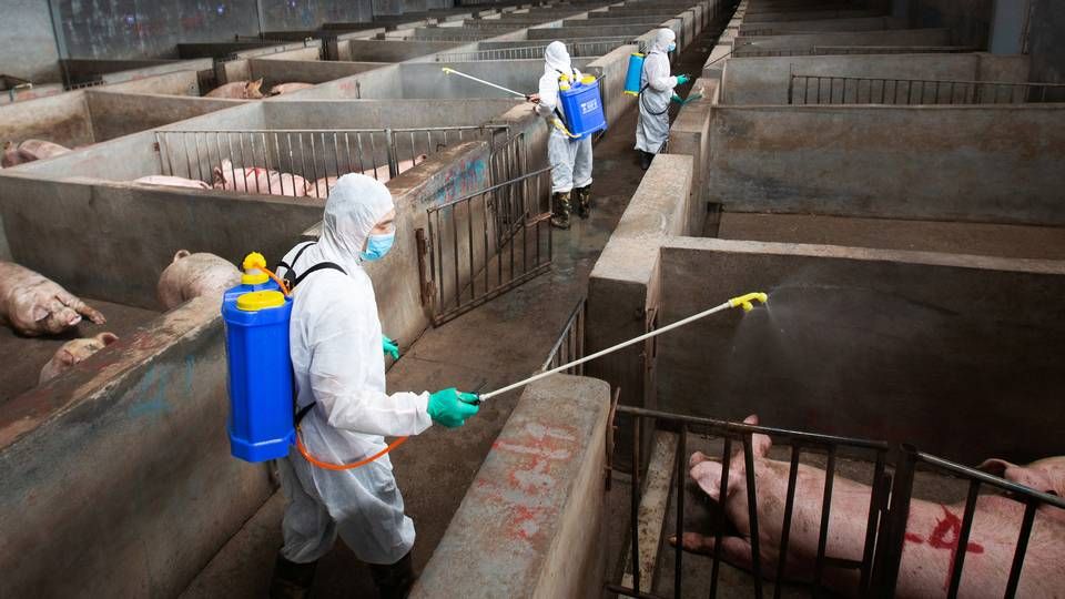 I Kina kæmper de også med svinepest, hvor en kinesisk svineproduktion på billedet bliver desinficeret. | Foto: CHINA STRINGER NETWORK/REUTERS / X03234