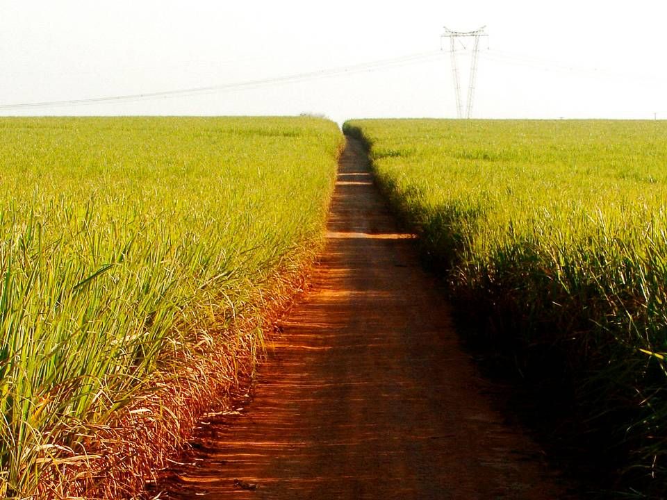 Sukkerør er ifølge BP en af de mest CO2-venlige måder at producere biobrændstof med ethanol. Her ses marker med sukkerrør ved Piracicaba 150 km nordvest for Sao Paulo. | Foto: Alexandre Meneghini / AP / Ritzau Scanpix