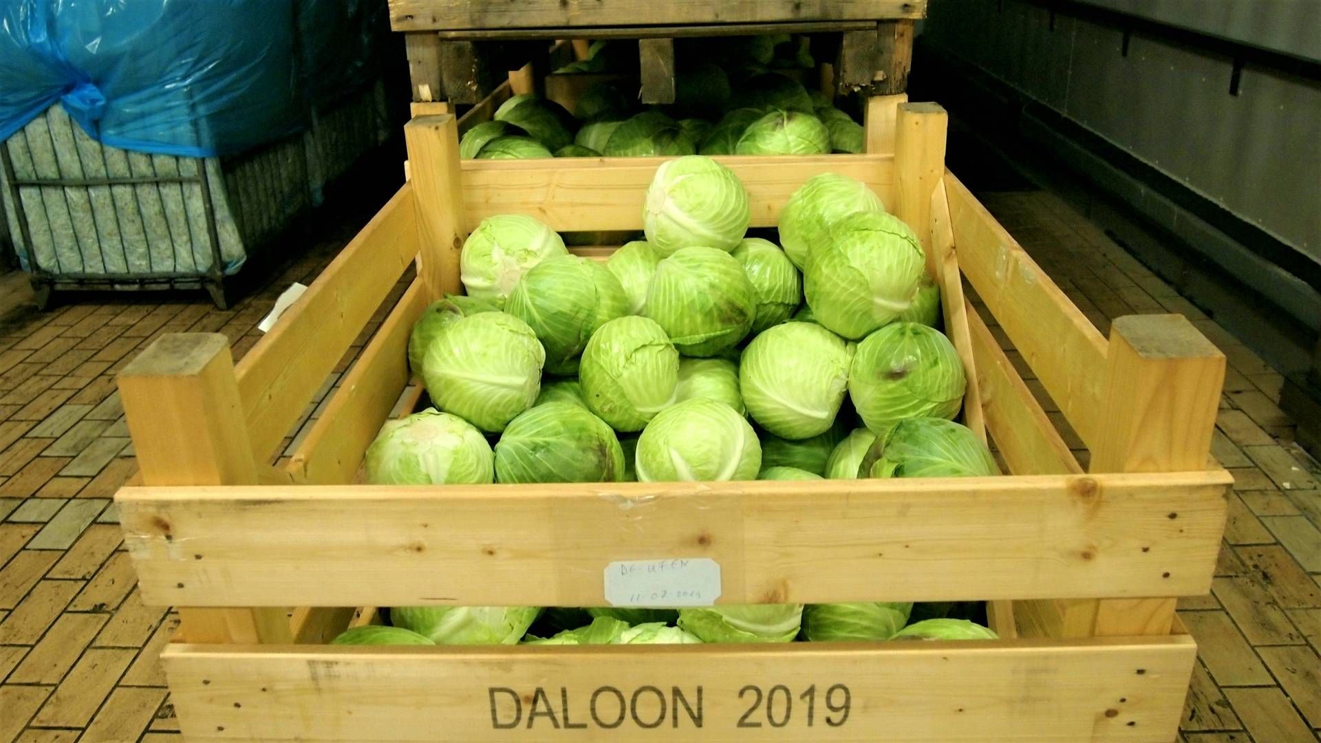 Hvidkål er en af de vigtigste råvarer for Daloon. Størstedelen er fynskproduceret. | Foto: Anine Holmelund Frandsen/Watch Medier