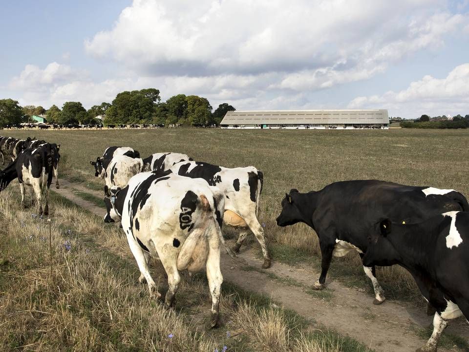 Mælkebonde Per Thomasen producerer 20 procent mindre mælk,fordi solen har brændt hans frodige græsmarker, som plejer at fodre køerne. Landmanden tager køerne ind fra den tørre græsmark klokken 10. (Arkiv). | Foto: Ritzau Scanpix