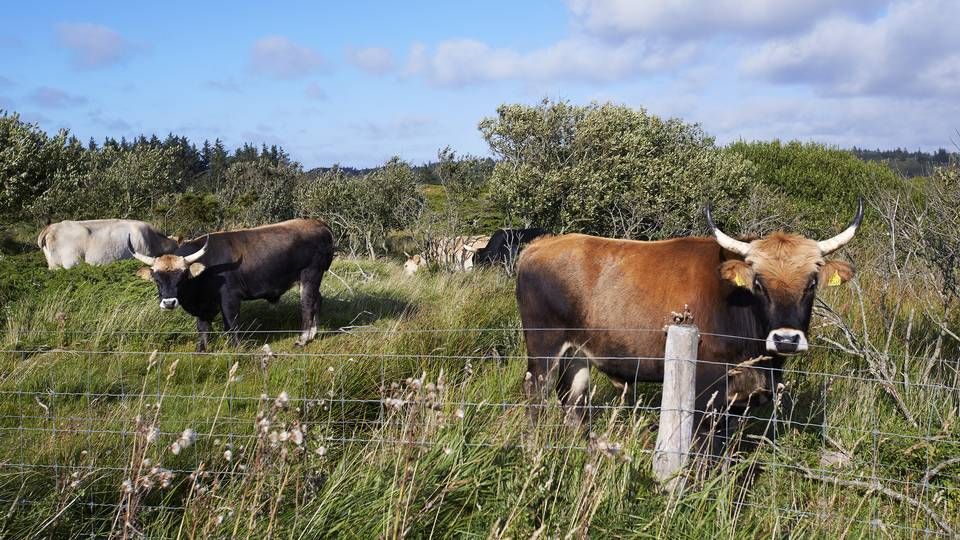 Flere landmænd ønsker at stoppe dyrkning af de såkaldte Natura 2000-områder. Her er et Natura 2000-område ved Grønnestrand tæt på Fjerritslev. | Foto: Morten Langkilde