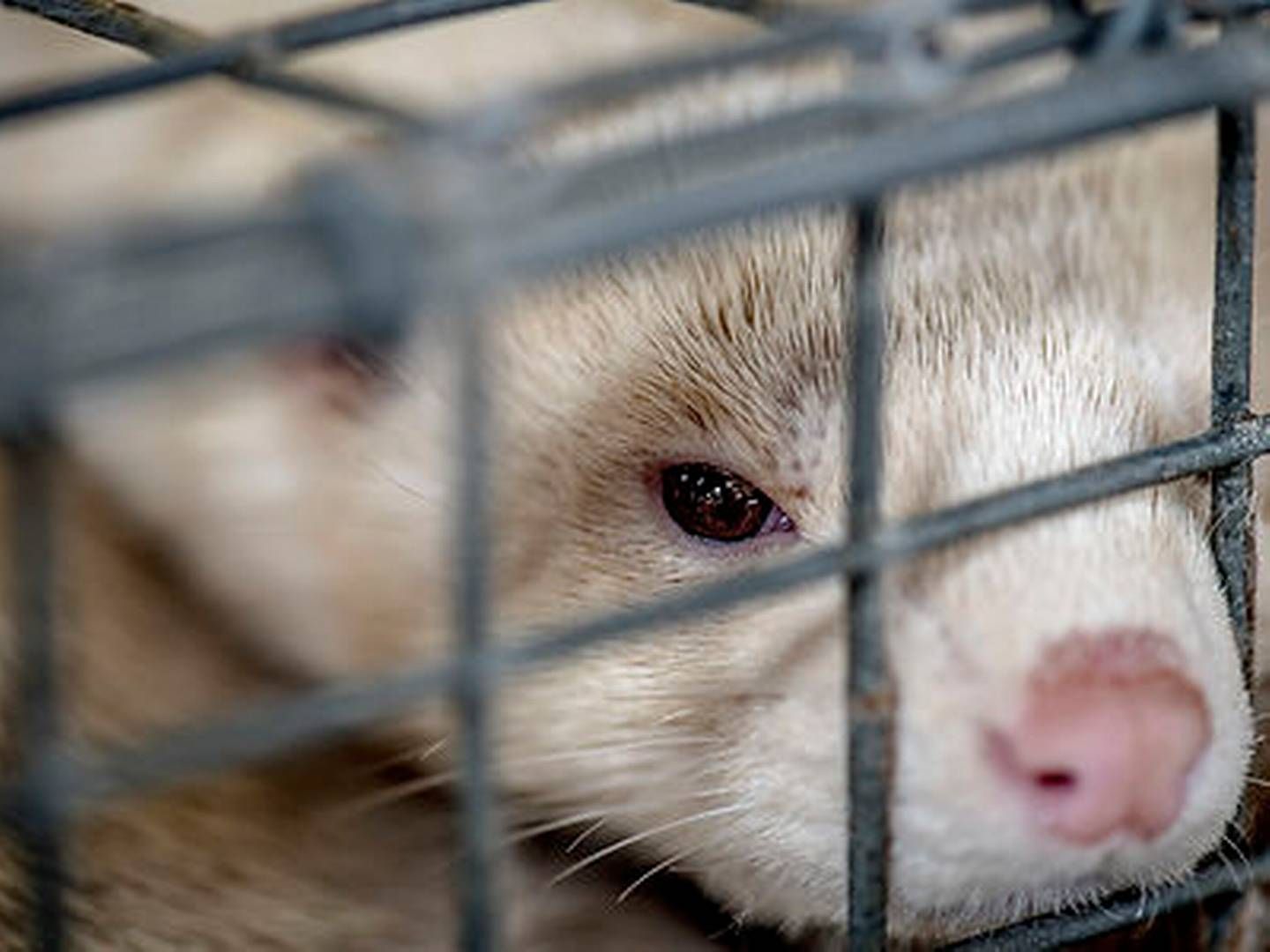 Krisen kradser hos minkavlerne | Foto: Asger Ladefoged / Ritzau Scanpix