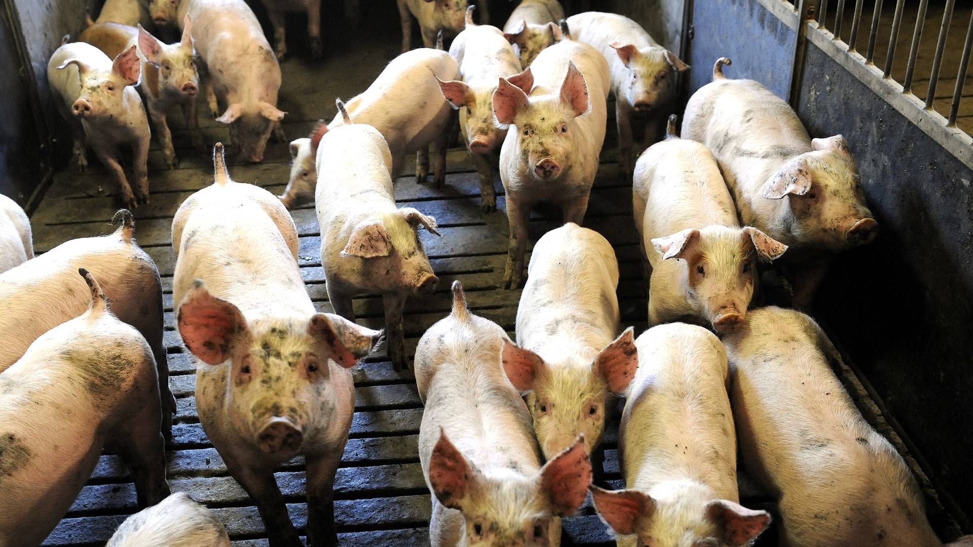 Kinesisk mangel på svin øger efterspørgslen i Europa. | Foto: Carsten Andreasen/ERH