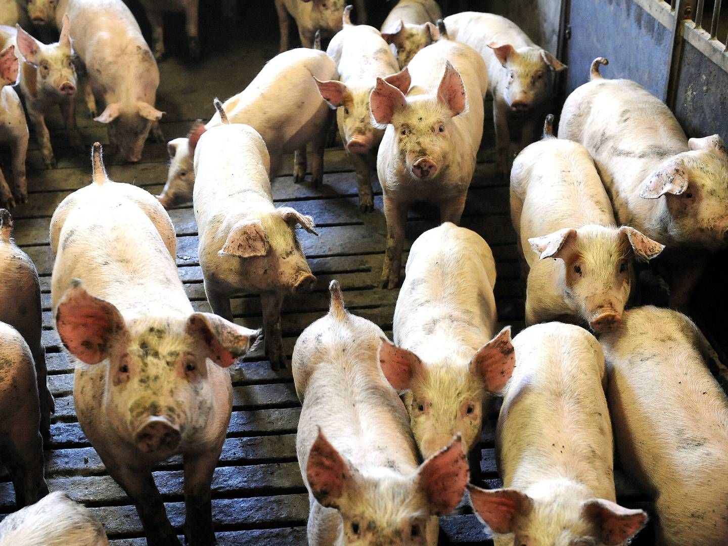 Kinesisk mangel på svin øger efterspørgslen i Europa. | Foto: Carsten Andreasen/ERH