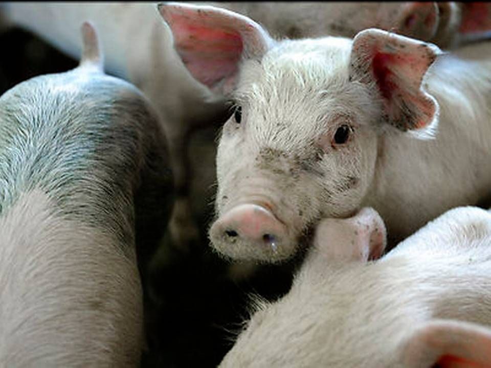 Svinepest vil i år udradere 50 pct. af Kinas bestand af grise, vurderer Rabobank. Det svarer til, at 217 mio. grise må lade livet på grund af sygdomme | Foto: Henning Bagger / Ritzau Scanpix
