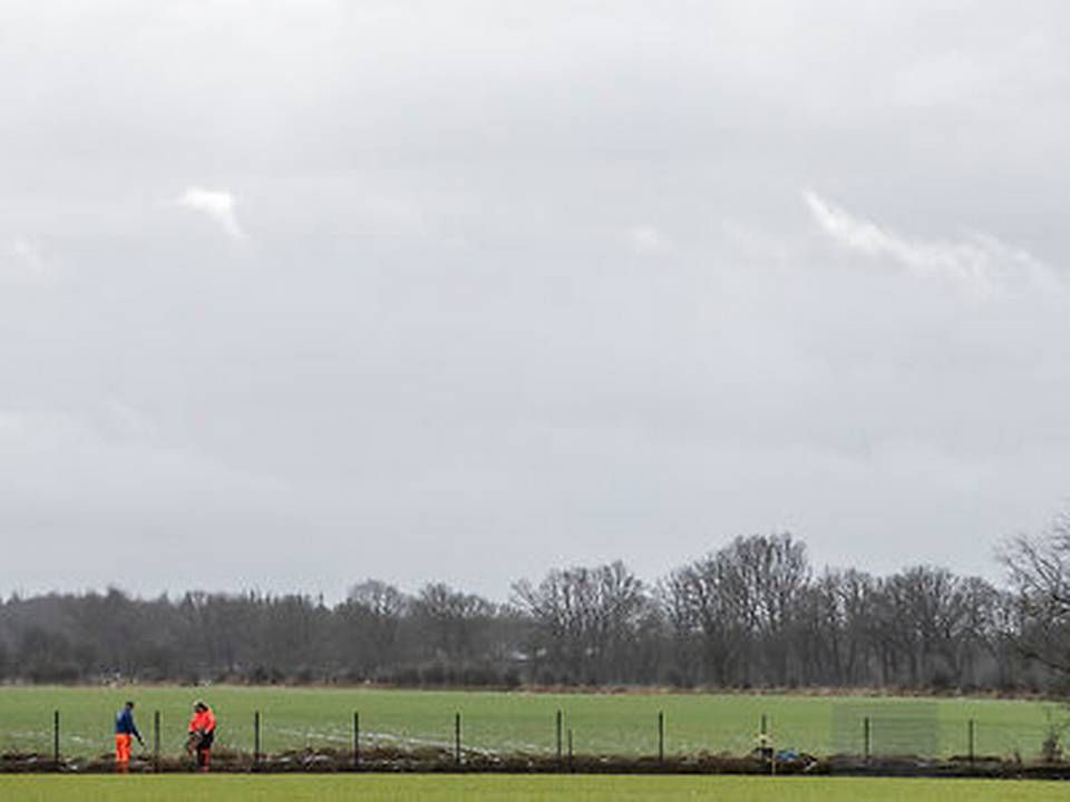 Vildsvinehegn er skyld i udbyttenedgang. | Foto: Peter Hove Olesen / Ritzau Scanpix