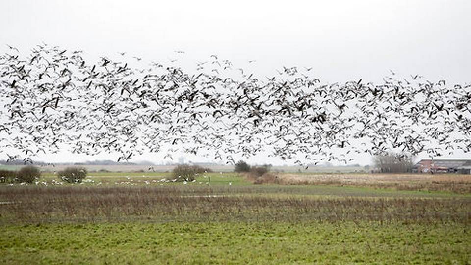 Der kan være flere tusinde bramgæs i en folk. Fuglene har tendens til at samle sig på en mark for at æde. | Foto: Louise Herrche Serup / Ritzau Scanpix