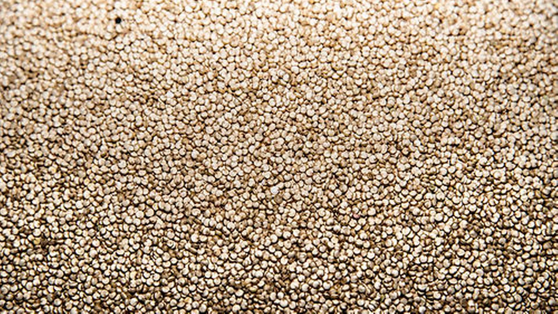 Dansk quinoa har vist sig svært at afsætte. | Foto: Ida Guldbæk Arentsen/Ritzau Scanpix