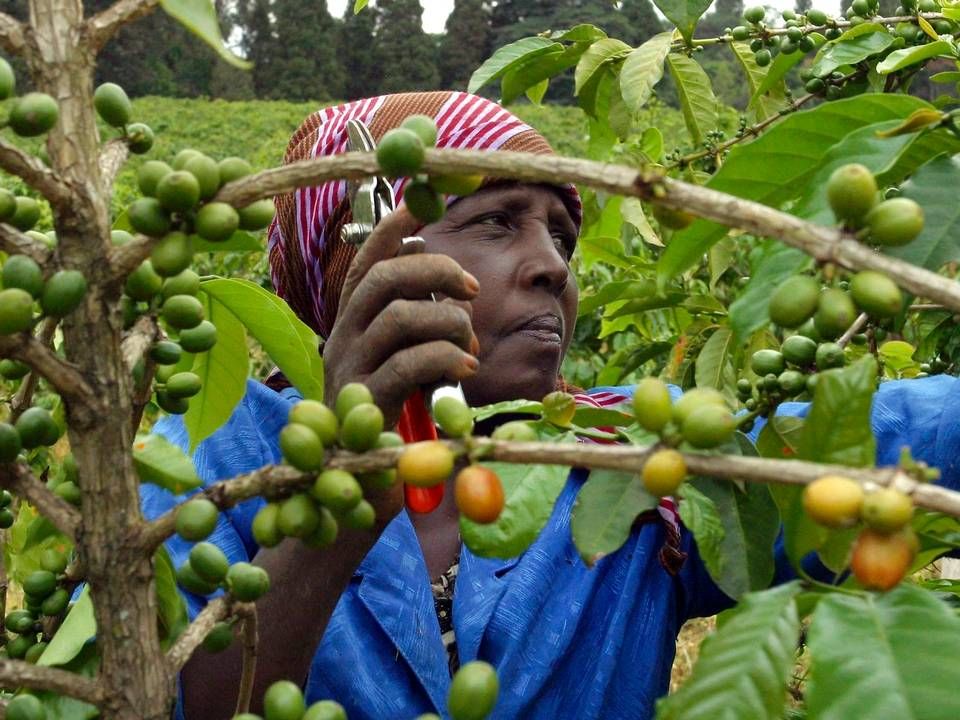 Foto: Noor Khamis / Reuters / Ritzau Scanpix