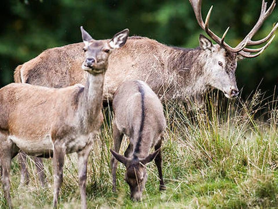 Krondyrenes kalve kan angiveligt ikke ikke springe over vildsvinehegnet, hvilket betyder, at dyrene bliver længere i Tyskland og derved spiser mere på markerne. | Foto: Ólafur Steinar Gestsson / Ritzau Scanpix